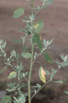 Lambsquarters